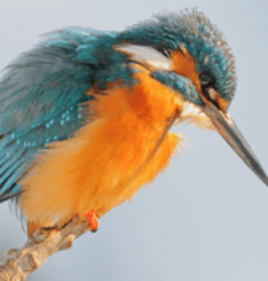 Primavera en directo, retransmisiones de la vida de las aves